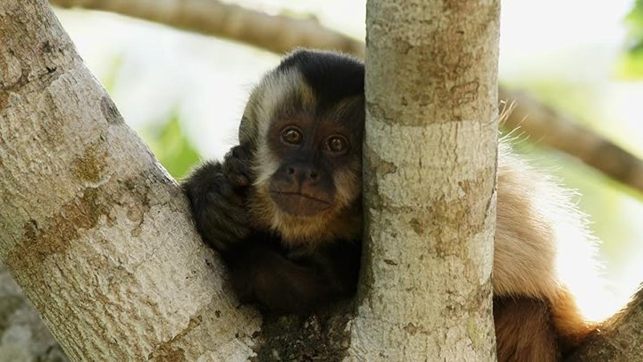 Wild Brazil